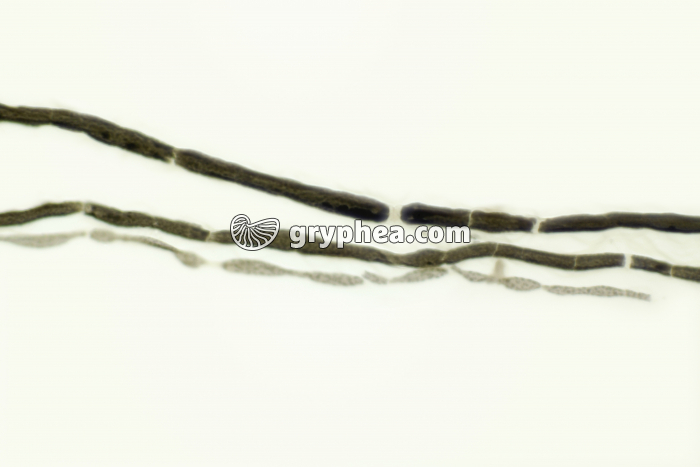 Nerf dilacéré AO x100 - gryphea.com